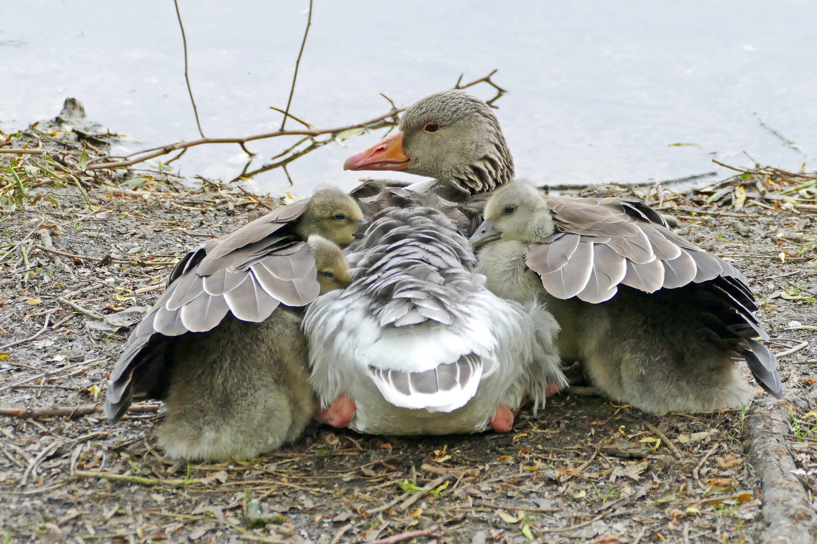 wohlbehütet bei Mama