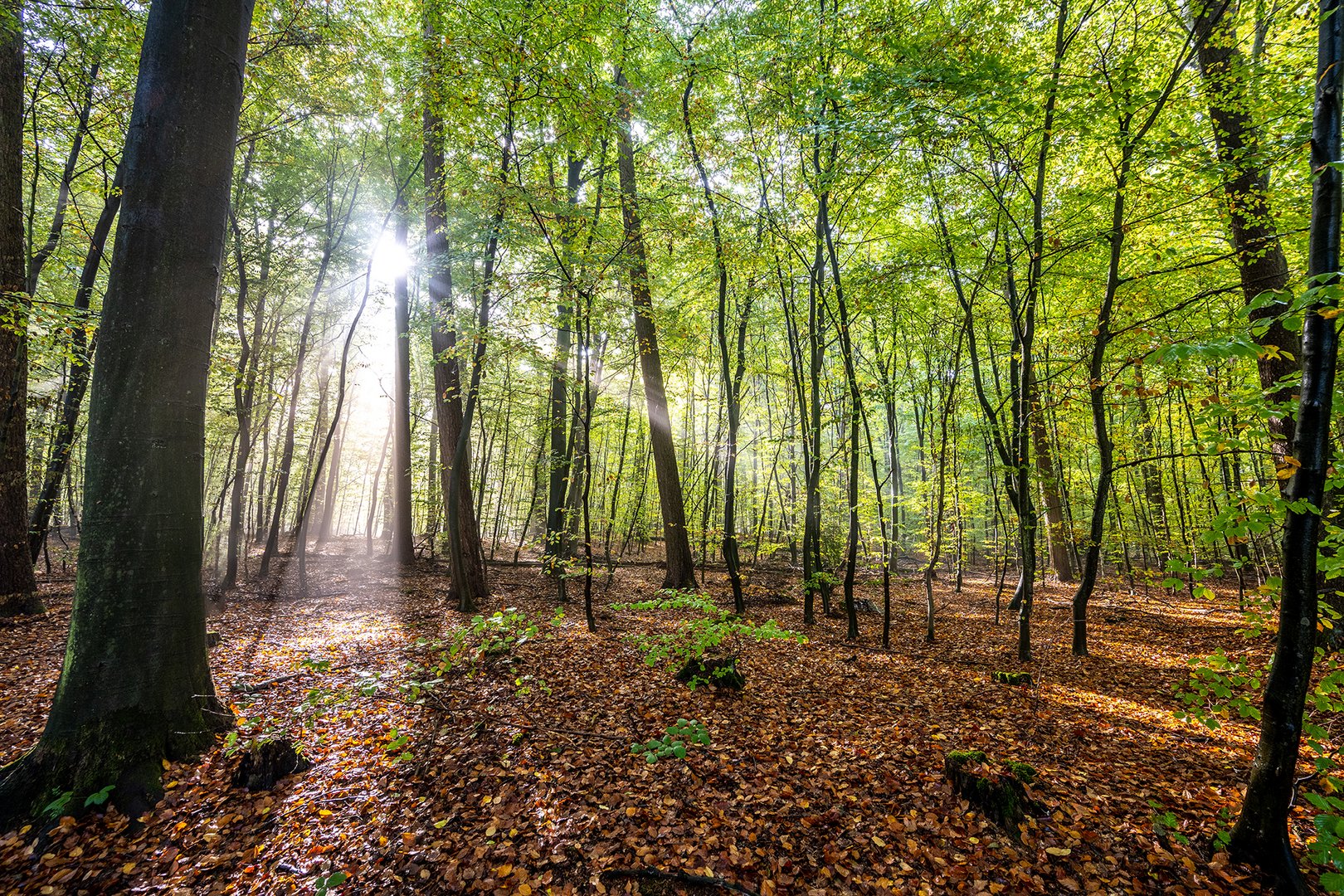 Wohldorfer Wald - Lichtblick 