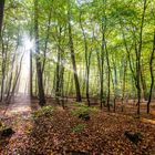 Wohldorfer Wald - Lichtblick 