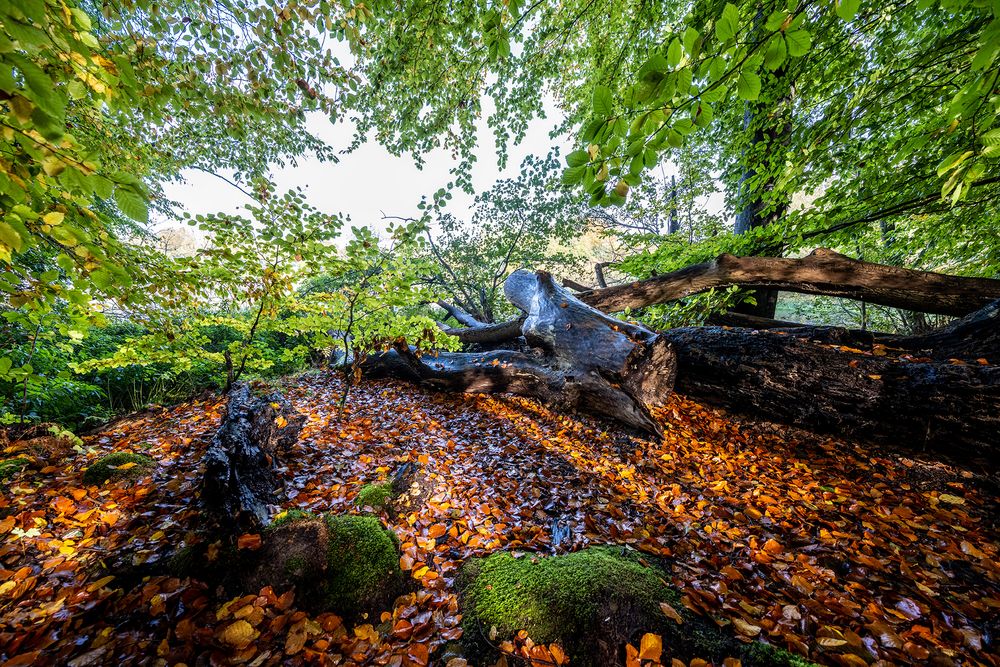 Wohldorfer Wald - Lichtblick 