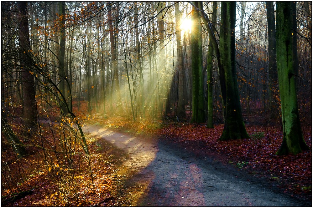 Wohldorfer-Wald morgens im Dezember.