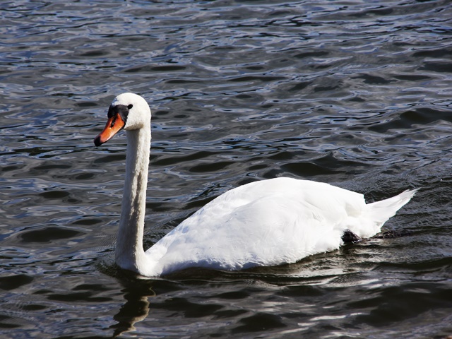 Wohlenseeschwan