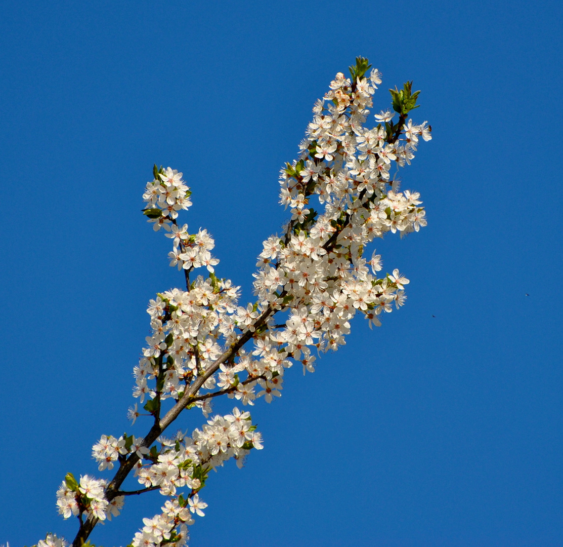 Wohlfühlblüten ...