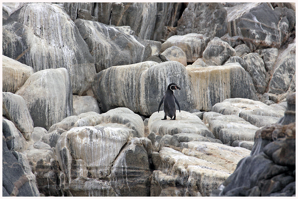 wohlfühl...der Humboldt Pinguin