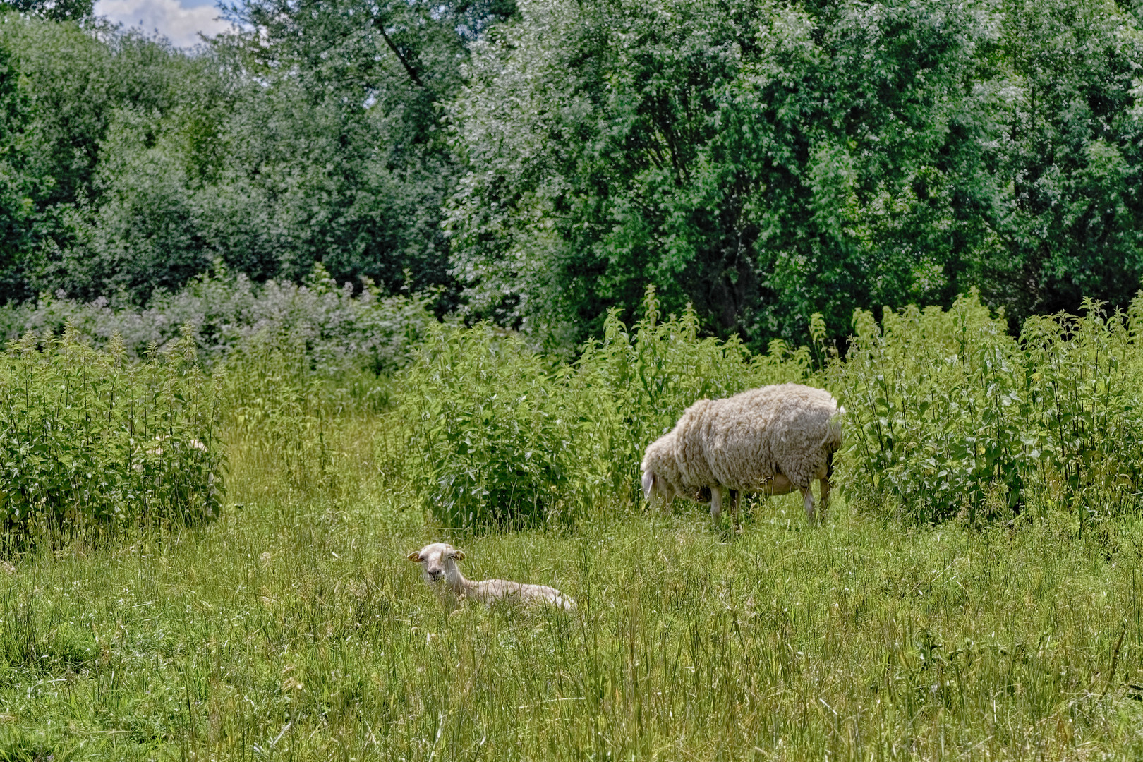 Wohlfühlen im Gras