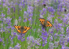 Wohlfühlen im Lavendel