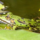 Wohlfühloase für den Frosch