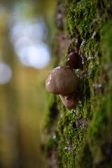 Wohlfühloase für einen kleinen Pilz