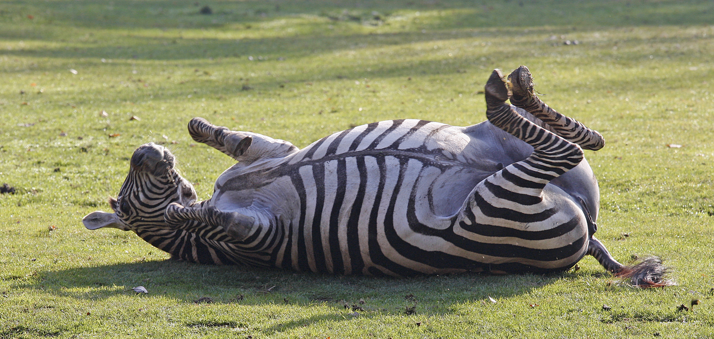 Wohlfühlzebra