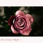 Wohlgeformt - die Miniatur-Rose...