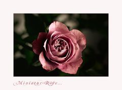 Wohlgeformt - die Miniatur-Rose...
