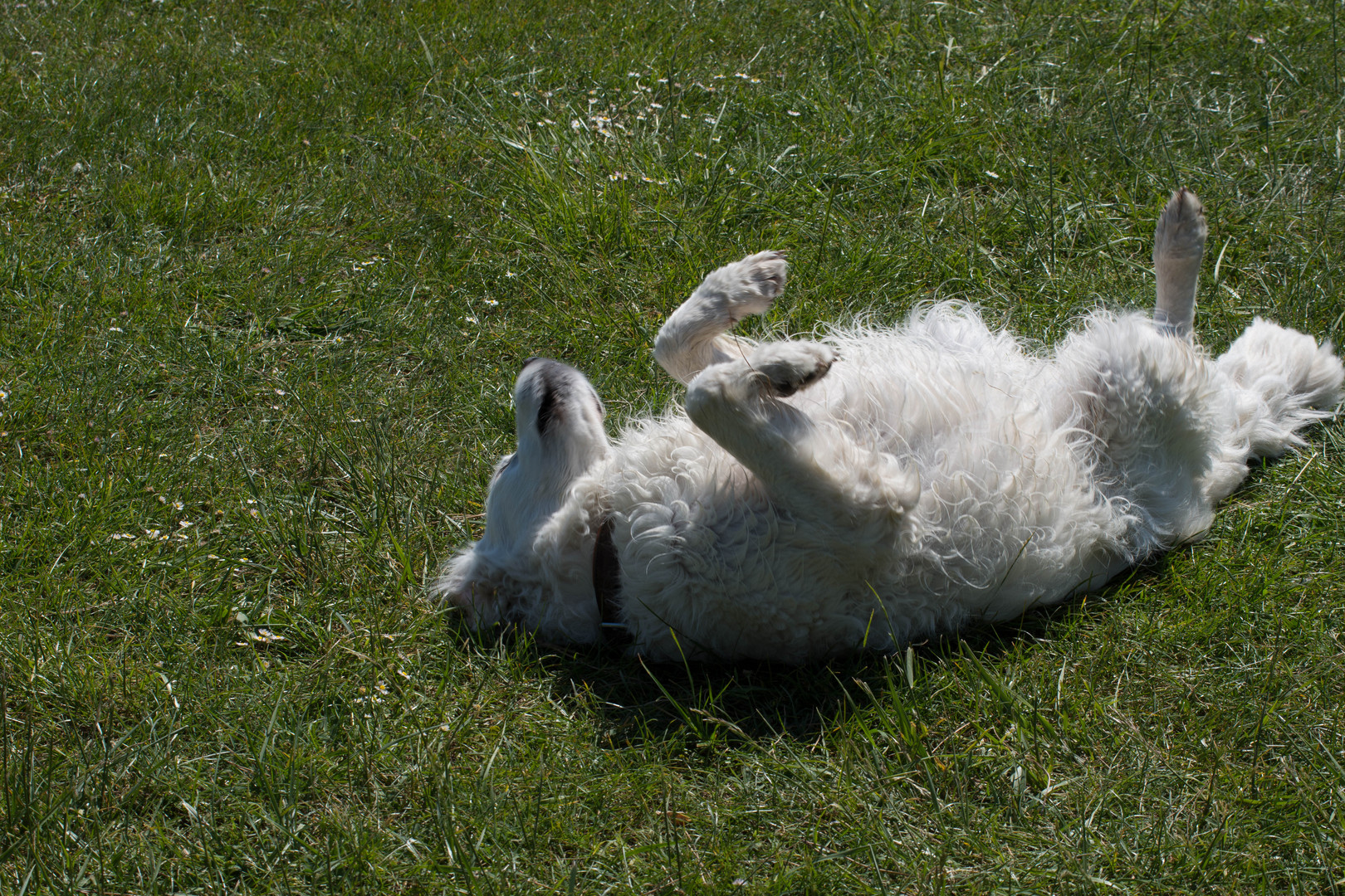 Wohlgefühl auf Hundeart 