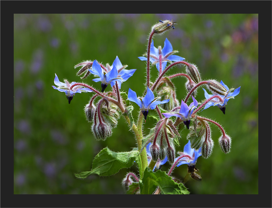 Wohlgemuts - Blume