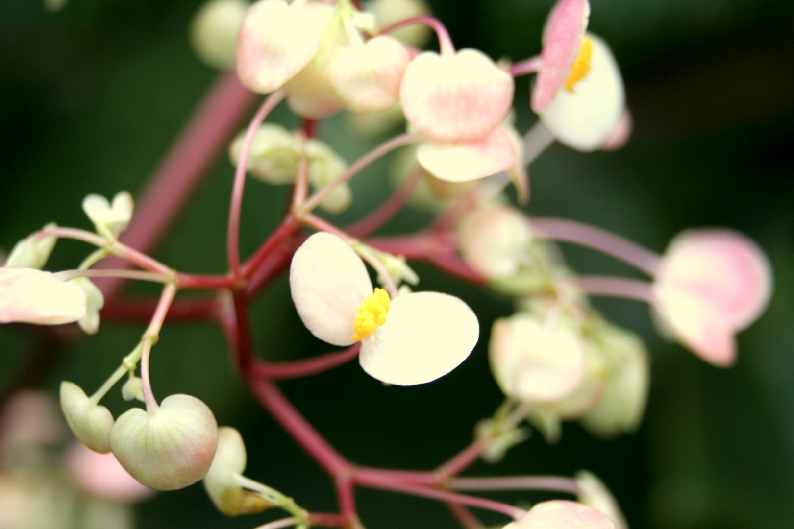 Wohlige Blüten