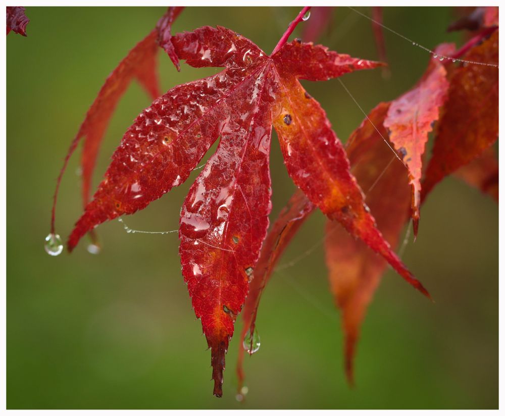 "Wohlige Melancholie" in Farbe