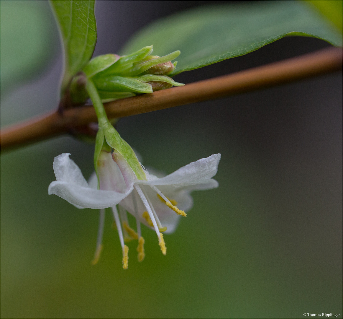 Wohlriechende Heckenkirsche (Lonicera fragrantissima)