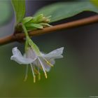 Wohlriechende Heckenkirsche (Lonicera fragrantissima)