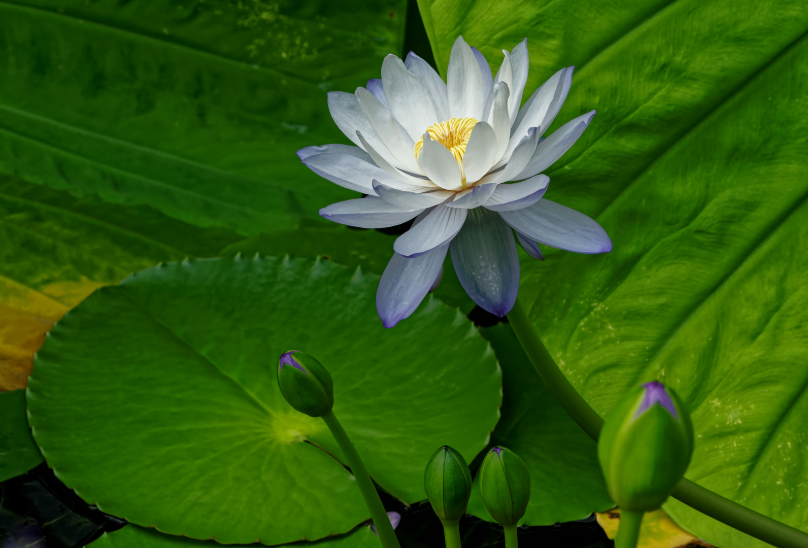 Wohlriechende Seerose