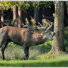 Wohlriechender Platzhirsch