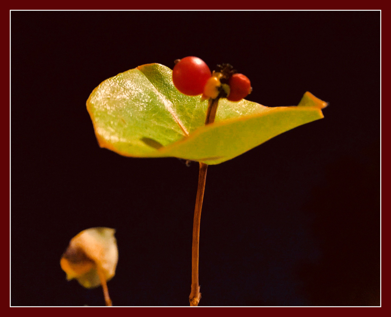 Wohlriechendes Geißblatt