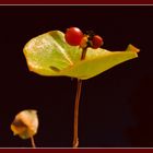 Wohlriechendes Geißblatt