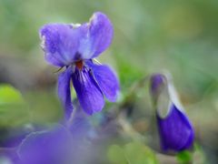 Wohlriechendes Veilchen.  Viola odorata 