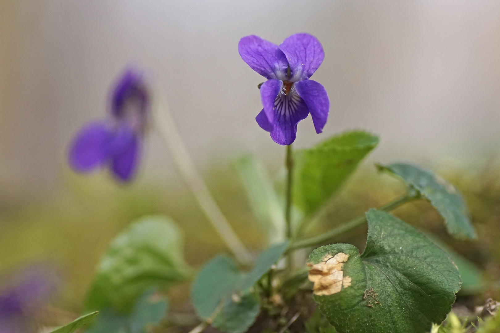 Wohlriechendes Veilchen (Viola odorata)