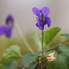 Wohlriechendes Veilchen (Viola odorata)