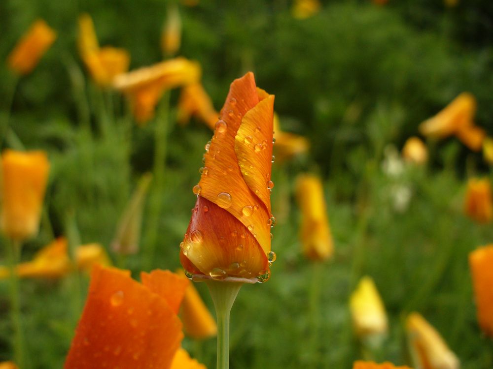 Wohltuender Regen - Tropfenzauber auf Mohnblüte