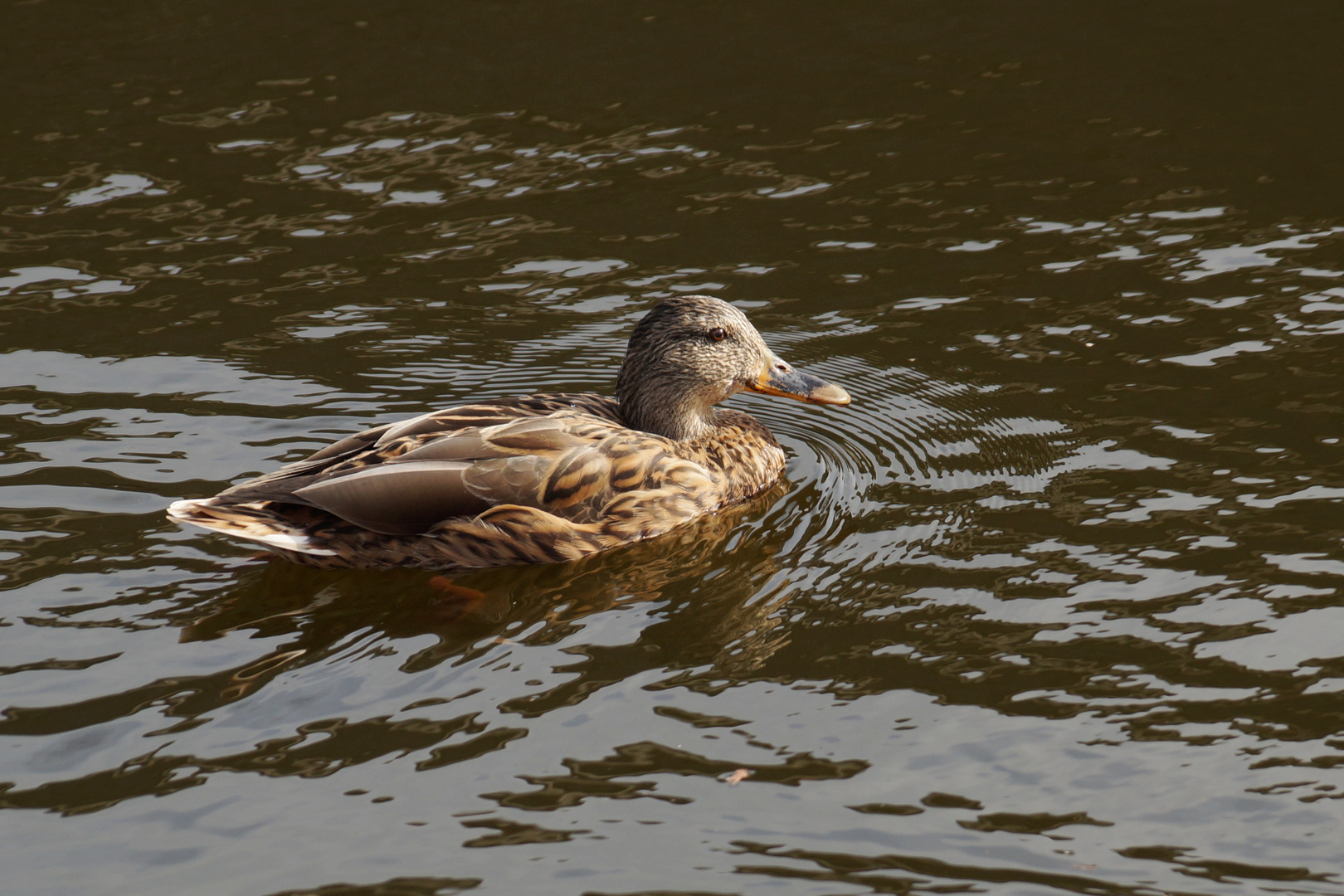 Wohnen an der Gracht