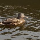 Wohnen an der Gracht