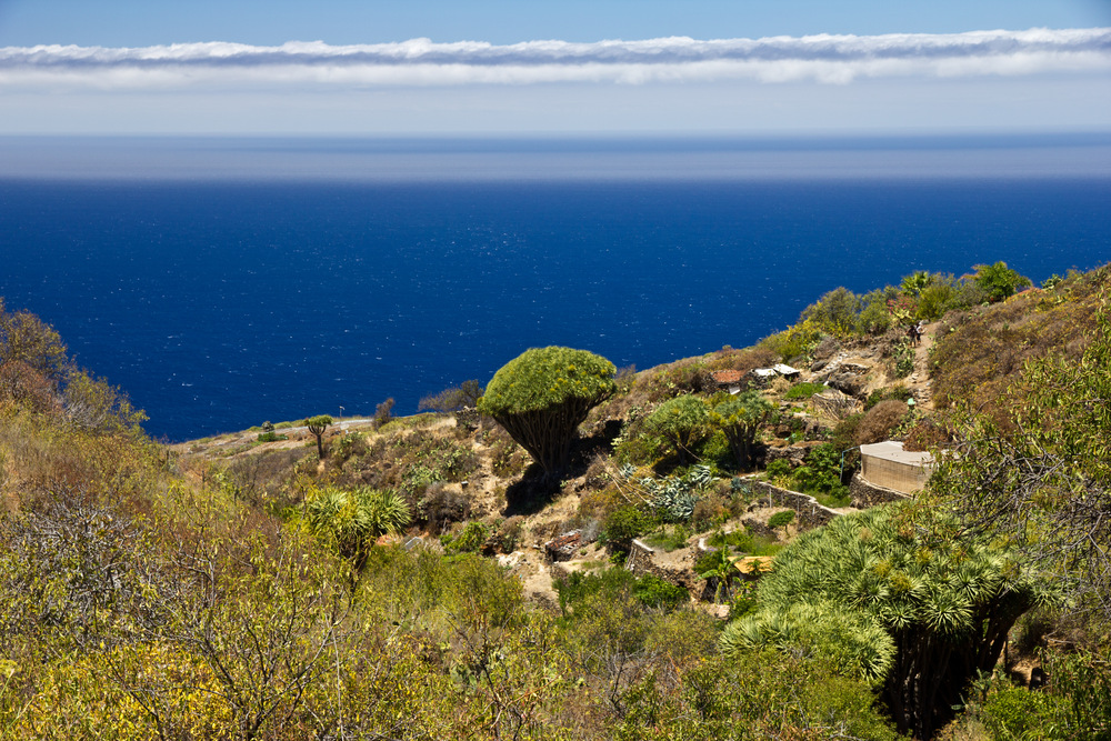 Wohnen auf La Palma / Drachenbaum