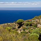 Wohnen auf La Palma / Drachenbaum