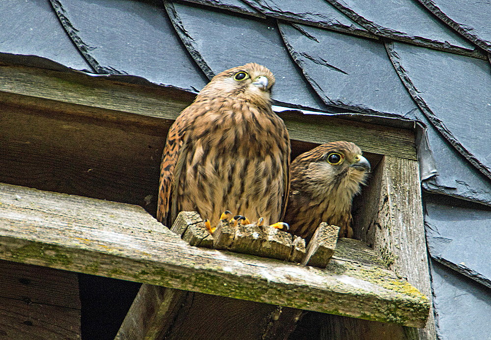  ....."wohnen" im Kirchturm ...