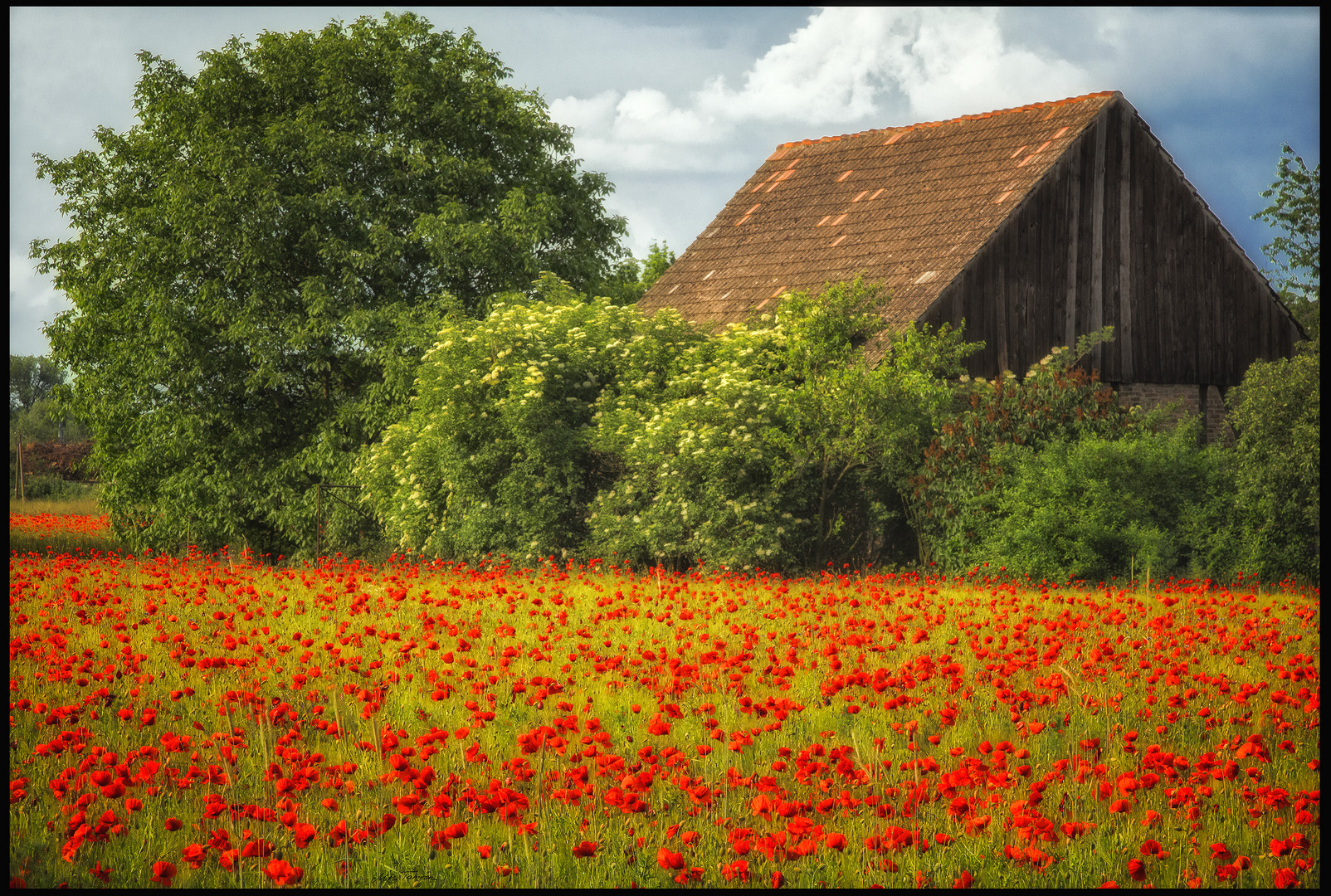 Wohnen im Mohn ...