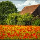 Wohnen im Mohn ...