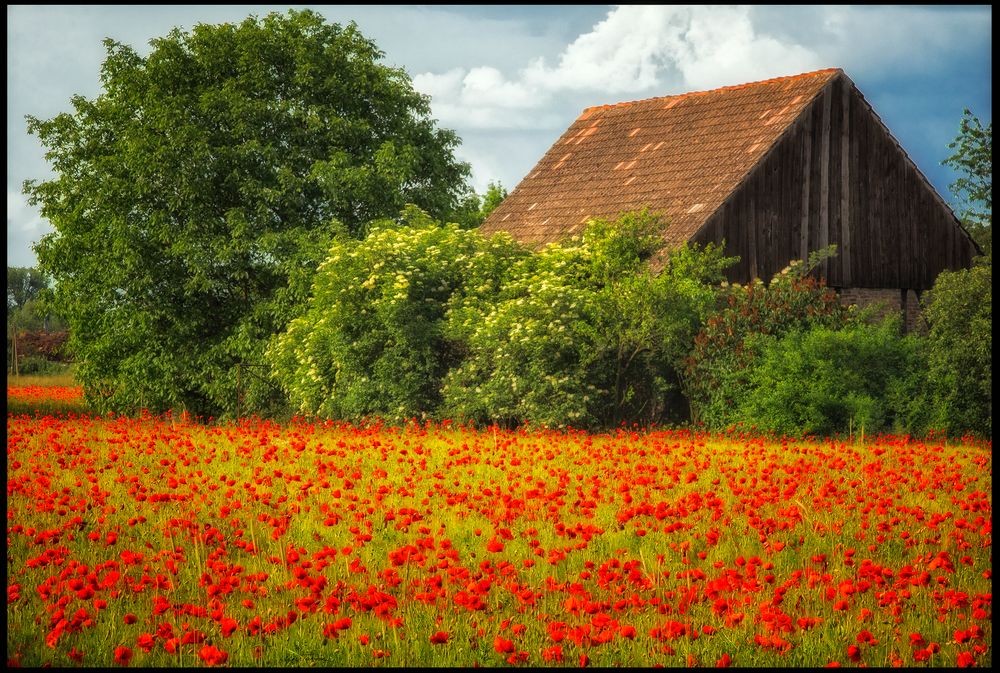 Wohnen im Mohn ...