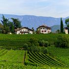 Wohnen im Weinbaugebiet