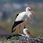 wohnen über Forchheim