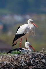 wohnen über Forchheim