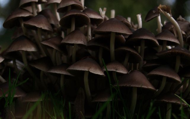 wohngebiet der schlümpfe.