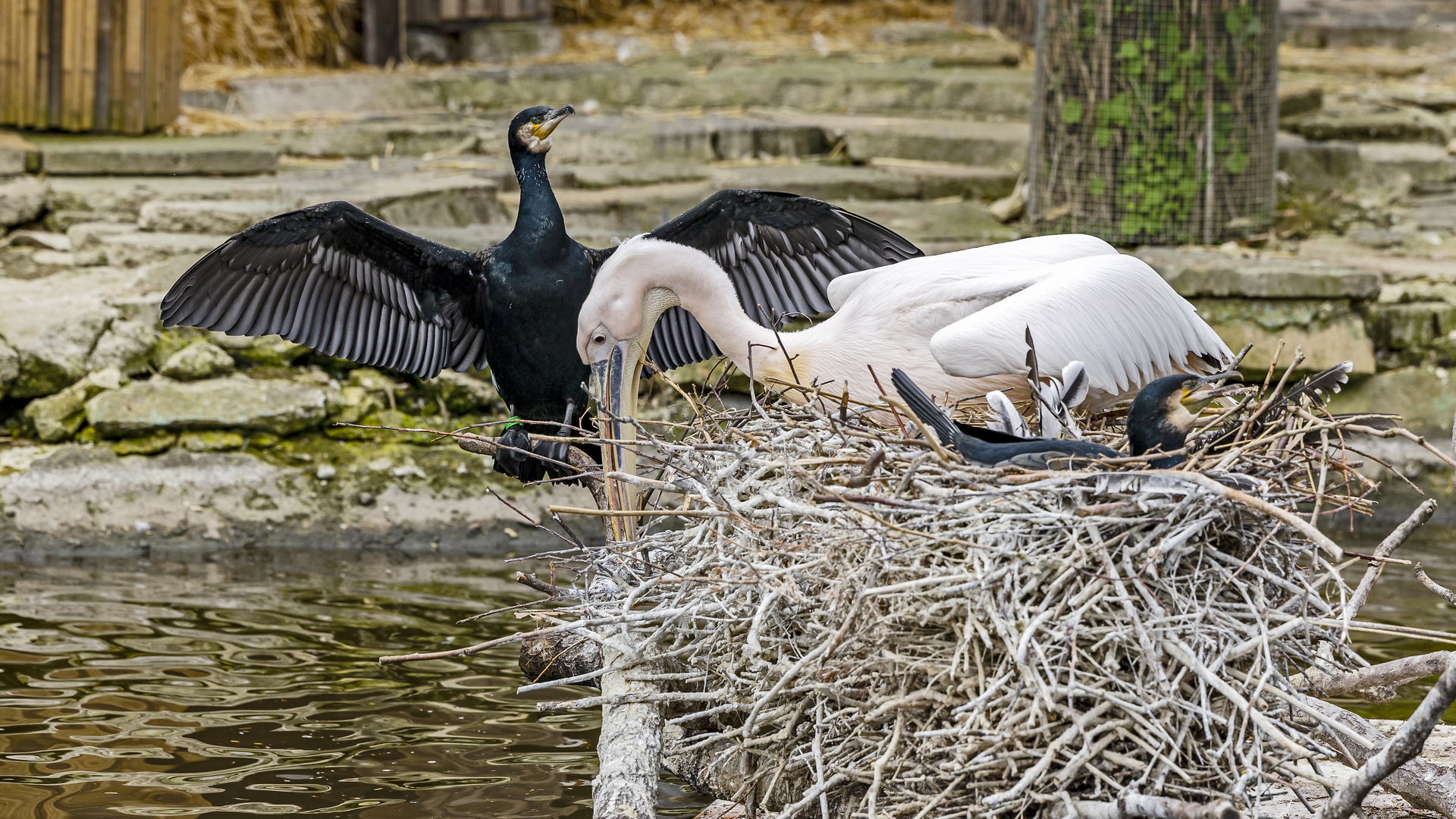 Wohngemeinschaft (Begegnungen im Zoo, 8)