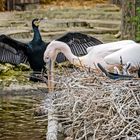 Wohngemeinschaft (Begegnungen im Zoo, 8)