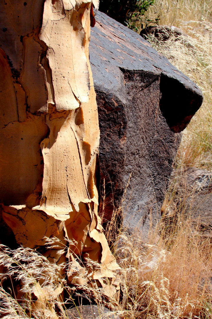 Wohngemeinschaft----Köcherbaum und Dolerit in Mesosaurusgebiet.