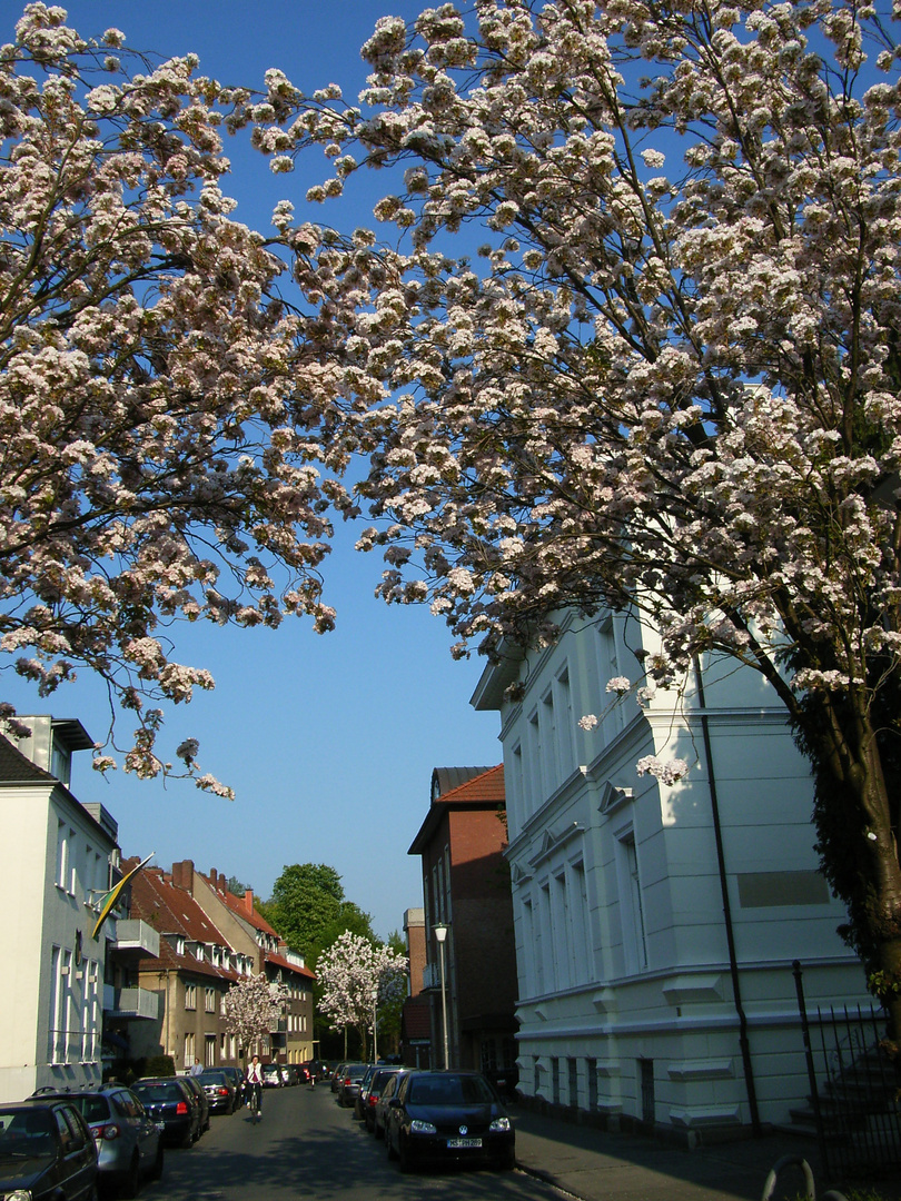 Wohnstraße in Münster im April 2011