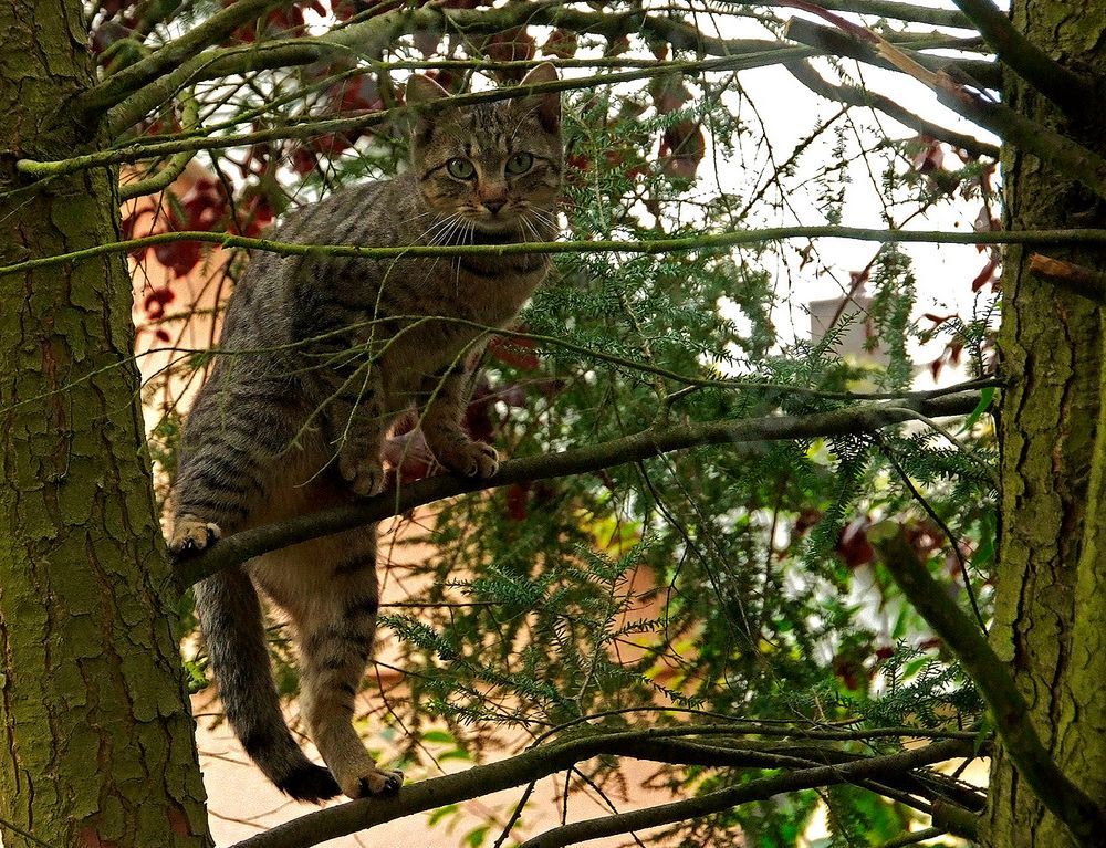 Wohnt hier Frau Vogelsang ....