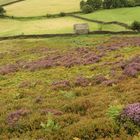 Wohnung frei im Swaledale