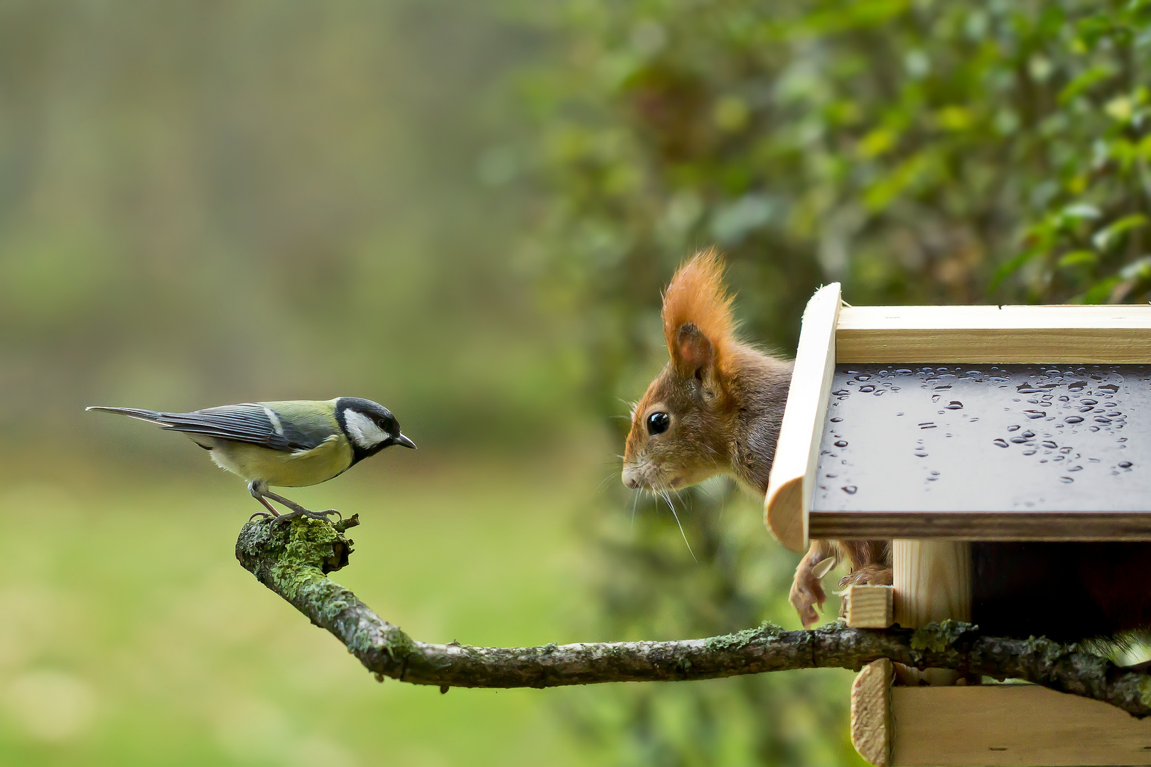 Wohnungsnot Foto & Bild | tiere, wildlife, säugetiere Bilder auf