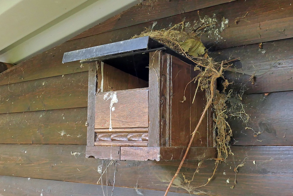 Wohnungsnot auch bei den Vögeln