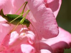 Wohnzimmer Rosenblüte...